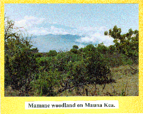 Mauna Kea