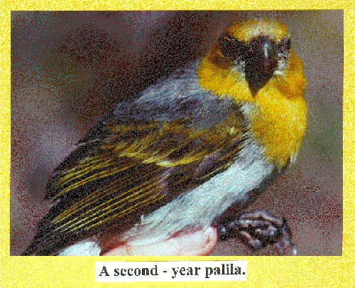 A second - year palila