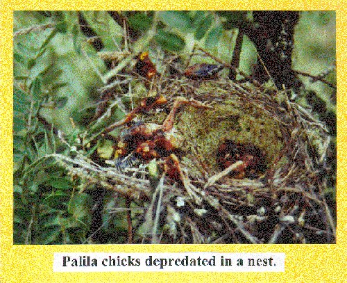 Palila chicks depredated in a nest