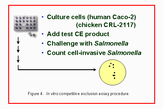Figure 4. Graphic showing in vitro competitive exclusion assay procedure.  (10992 bytes)
