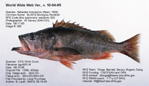 Silvergray Rockfish Fish image