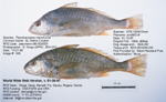 Yellow Croaker Fish image