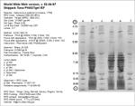 Phast Plate Gel image