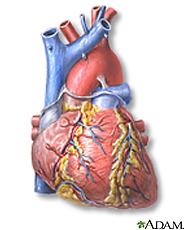 Ilustración del corazón, vista frontal
