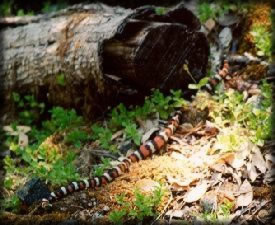 [PHOTO: California King Snake]