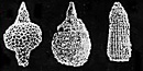 Fossil radiolarian shells