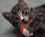 Thumbnail of a cat image