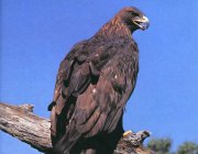 golden eagle