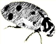 Drawing of a ladybug