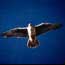 A prairie falcon in flight