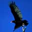 A turkey vulture perches on a sycamore tree. NPS photo by John Dittli.