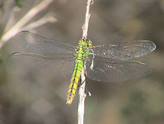 A photo of a Western pondhawk dragonfly on the North Wilderness Trail, 2 May 2004.