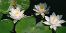 Water lilies in beaver marsh area of Cuyahoga Valley National Park. Photo by NPS volunteer John Catalano.