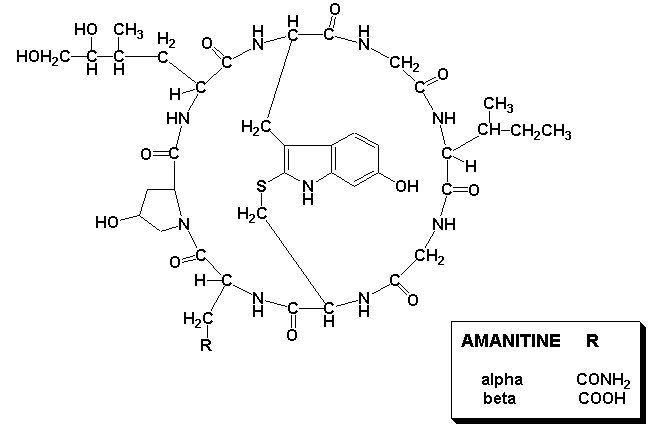 {Amatoxin}