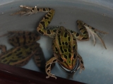 Northern leopard frogs (Rana pipiens) at research laboratory. Photo credit: L. Robertson, Genomics Lab, Aquatic Ecology Branch, Leetown Science Center