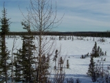 One of the pond sites sampled in the spring for wood frogs at the Kenai National Wildlife Refuge. Photo credit: USGS