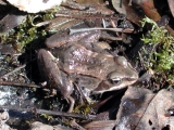 Wood frog (Rana sylvatica). Photo credit: ARMI National Atlas for Amphibian Distributions, USGS Patuxent Wildlife Research Center