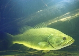Largemouth bass. Photo credit: USGS Picturing Science