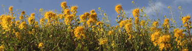 Image of Cleome in bloom.