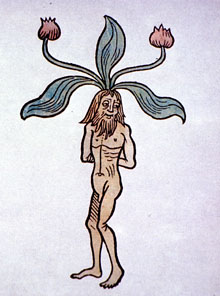 Image of Mandrake