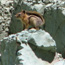 Image of a golden-mantel squirrel in Blue Basin.