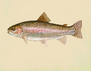 Image of a steelhead salmon