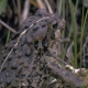 Boreal toad (Bufo boreas). Photo credit: Rocky Mountain National Park