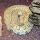 Midget faded rattlesnake