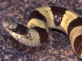 Western shovel-nosed snake. Photo credit: USGS