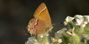 Image of a cedar hairstreak butterfly