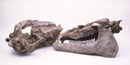 Image of  fossilized amynodont skulls.