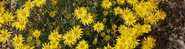 Image of yellow asters in bloom.