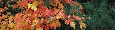 Red maple in full fall color.