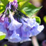 An image of bluebell blossoms.