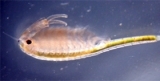 Endangered fairy shrimp, Branchinecta sandiegonensis. Photo credit: D. Parsick, University of San Diego