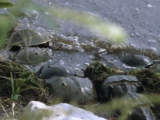 Horseshoe crabs on Florida shore. Photo credit: Thomas A. Hermann/NBII.Gov 