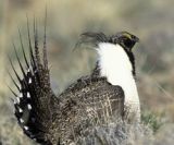 Greater sage grouse. Photo credit: Gary Kramer/USFWS