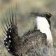 Greater sage grouse. Photo credit: Gary Kramer/USFWS