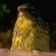 Kirtland's warbler. Photo credit: D.K. Dawson 