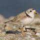 Piping Plover. Copyright Paul J. Fusco