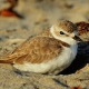 Adult western snowy plover. Photo credit: Courtesy of Morgan Ball