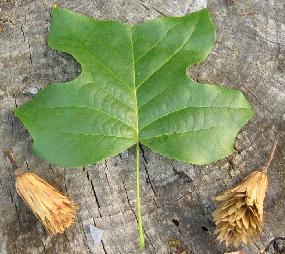 Tuliptree (Liriodendron tulipifera), leaf and seed pods.