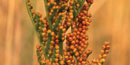 o	The leathery grape fern, one of the rare plants in Big Meadows, has a fertile frond bearing small grapelike clusters of spore cases.