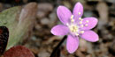 Closeup photograph of the tiny fuschia blooms of hepatica.