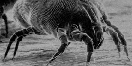 Home and consumer life: Dust mites