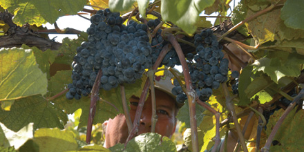 Agriculture: Grapes on the vine