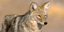 Desert coyotes are fairly common in the park