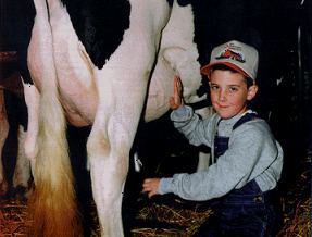 Child Milking Cow