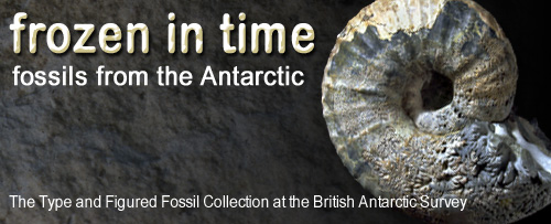 Frozen in time: Fossils from the  Antarctic