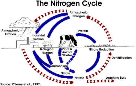 The Nitrogen Cycle